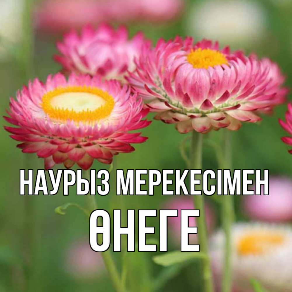 Күн сайын ашық хат с именем, ӨНЕГЕ Наурыз мерекесімен подарок на международный женский день Онлайн тегін жүктеп алу тілектері бар керемет карта 