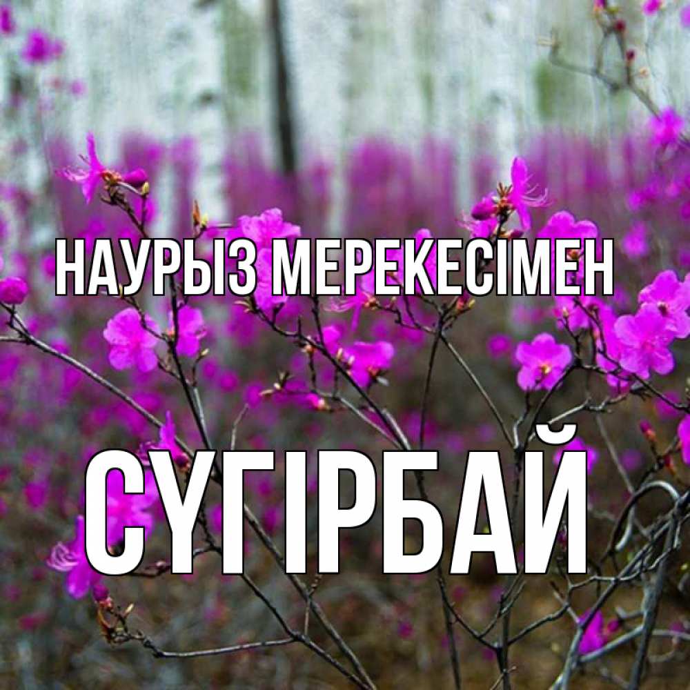 Күн сайын ашық хат с именем, СҮГІРБАЙ Наурыз мерекесімен дикие цветы Онлайн тегін жүктеп алу тілектері бар керемет карта 