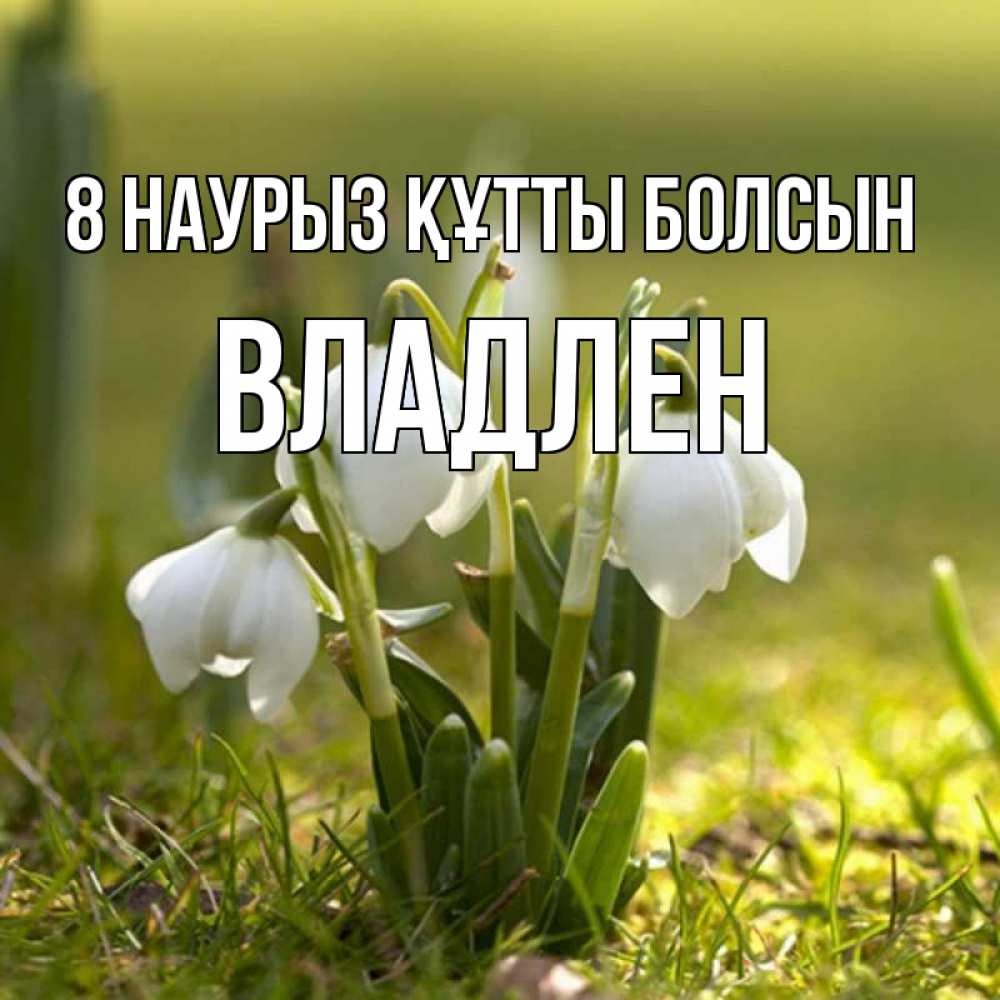 Күн сайын ашық хат с именем, Владлен 8 наурыз құтты болсын ранние цветы 2 Онлайн тегін жүктеп алу тілектері бар керемет карта 