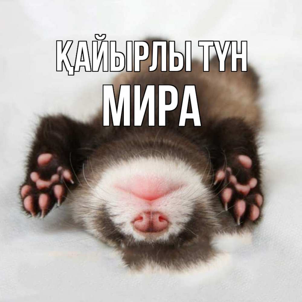 Күн сайын ашық хат с именем, МИРА Қайырлы түн зверек Онлайн тегін жүктеп алу тілектері бар керемет карта 