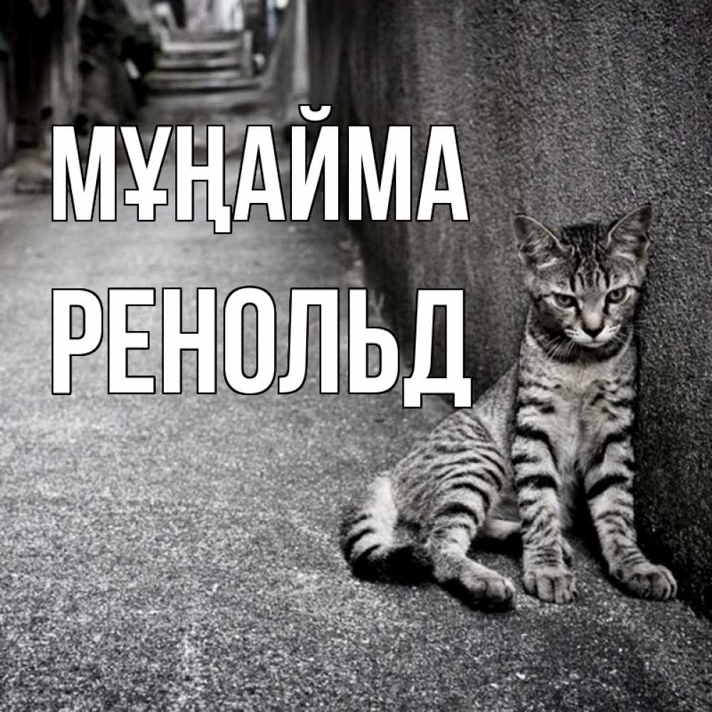 Күн сайын ашық хат с именем, Ренольд Мұңайма скучающий котик Онлайн тегін жүктеп алу тілектері бар керемет карта 