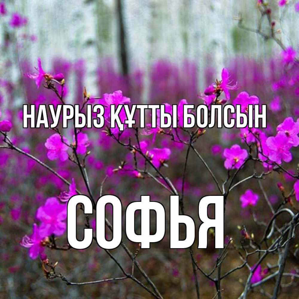 Күн сайын ашық хат с именем, Софья Наурыз құтты болсын дикие цветы Онлайн тегін жүктеп алу тілектері бар керемет карта 