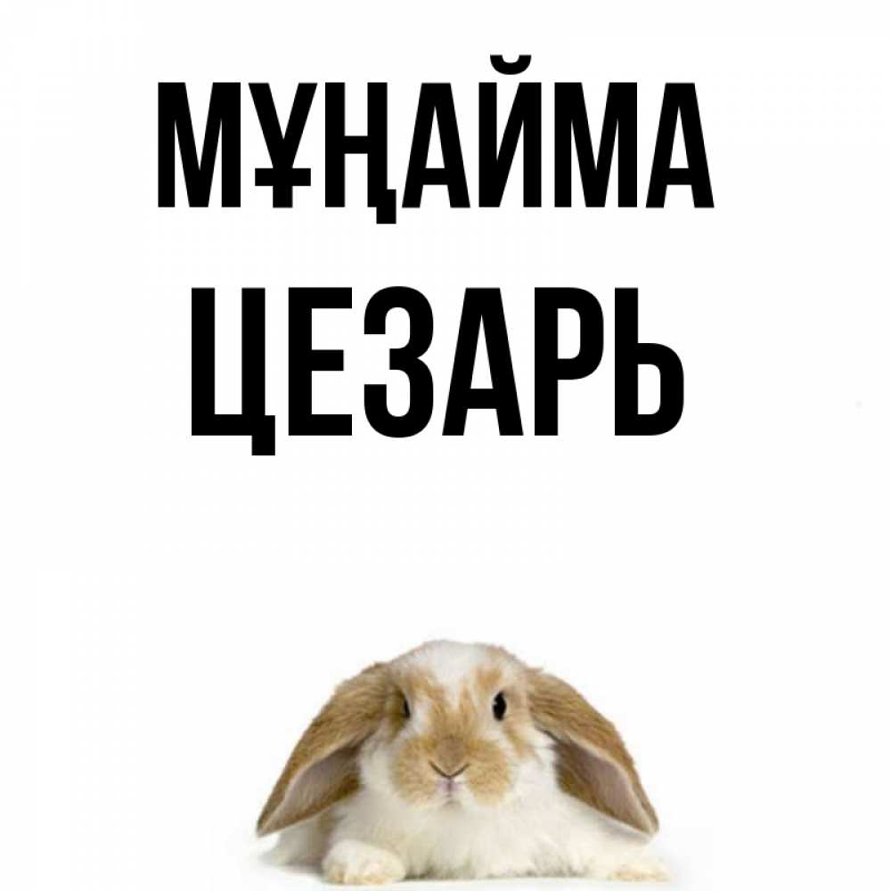Күн сайын ашық хат с именем, Цезарь Мұңайма коричнево белый заяц с большими ушками Онлайн тегін жүктеп алу тілектері бар керемет карта 