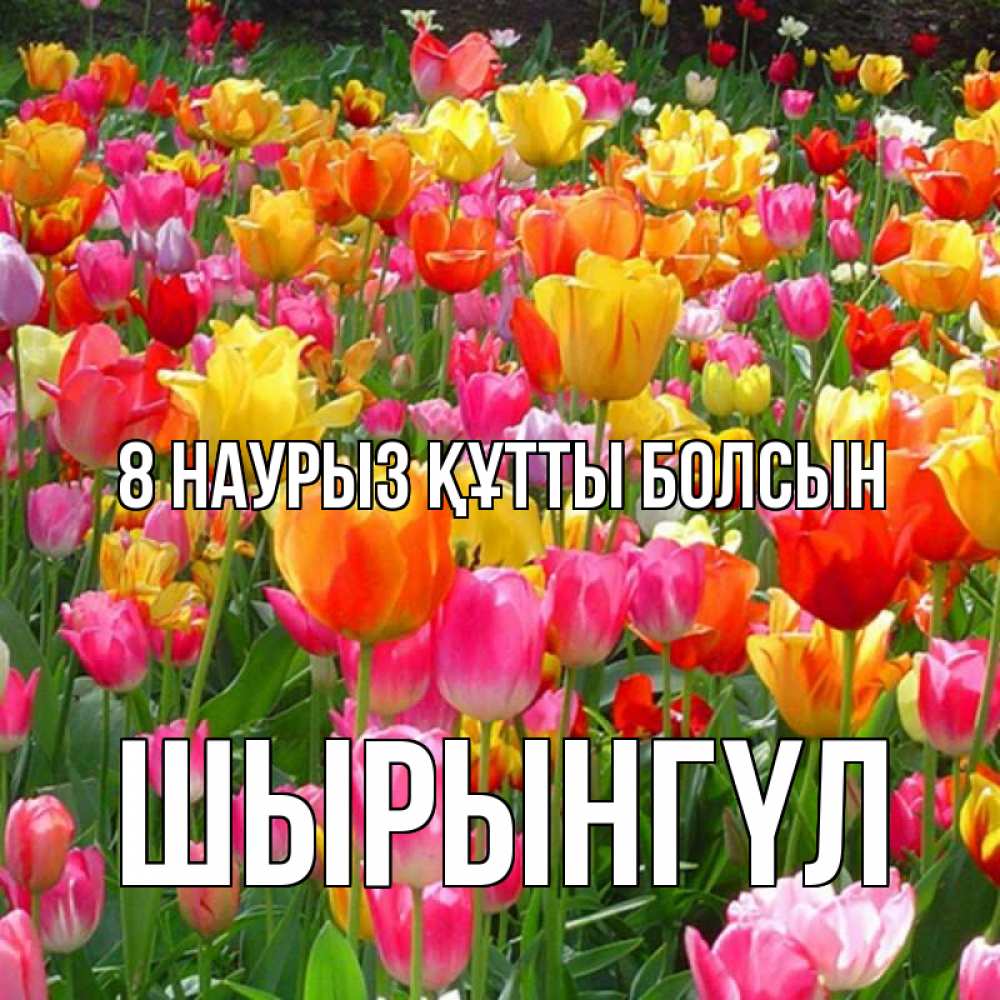 Күн сайын ашық хат с именем, ШЫРЫНГҮЛ 8 наурыз құтты болсын на международный женский день Онлайн тегін жүктеп алу тілектері бар керемет карта 