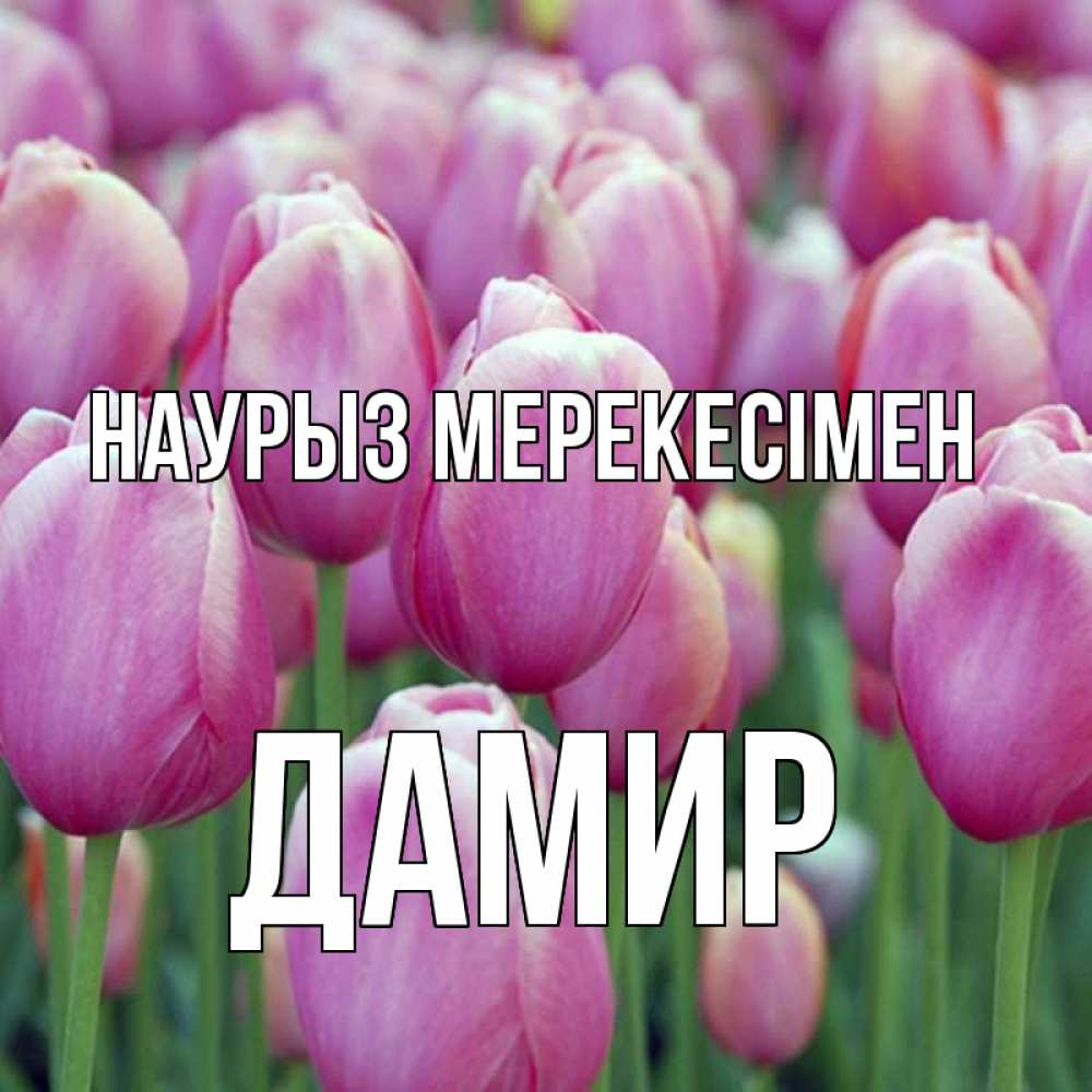 Күн сайын ашық хат с именем, Дамир Наурыз мерекесімен праздник весны наурыз 69 Онлайн тегін жүктеп алу тілектері бар керемет карта 