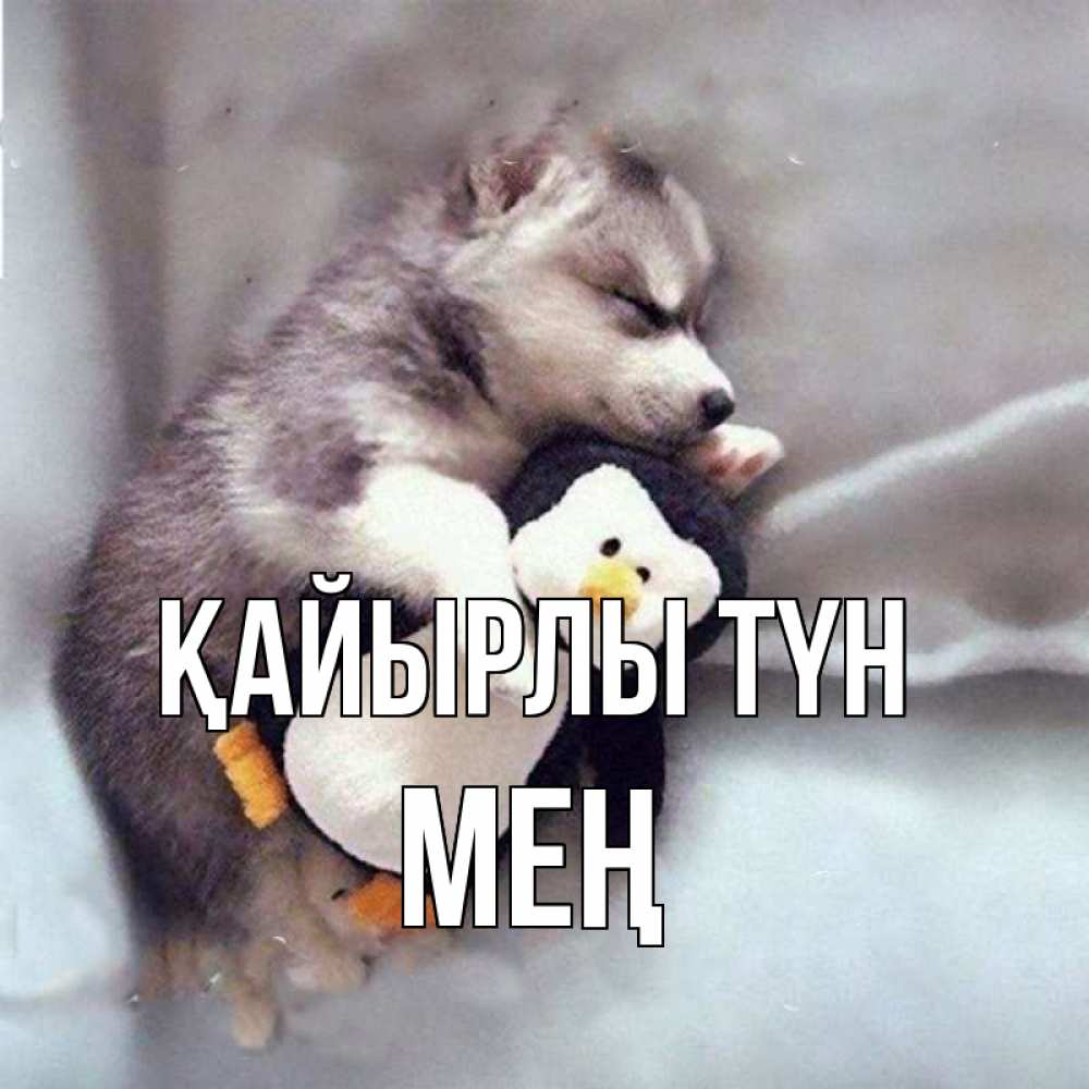Күн сайын ашық хат с именем, МЕҢ Қайырлы түн обнимашки щенка и пингвина Онлайн тегін жүктеп алу тілектері бар керемет карта 