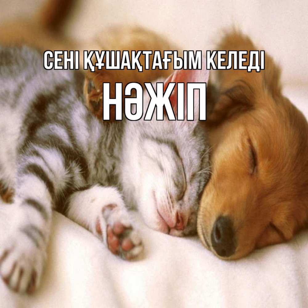Күн сайын ашық хат с именем, НӘЖІП сені құшақтағым келеді пес и котенок Онлайн тегін жүктеп алу тілектері бар керемет карта 