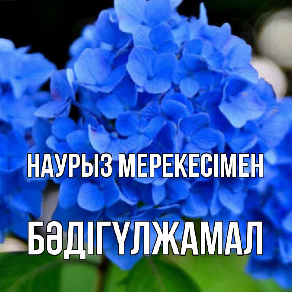 Күн сайын ашық хат с именем, БӘДІГҮЛЖАМАЛ Наурыз мерекесімен синие цветы Онлайн тегін жүктеп алу тілектері бар керемет карта 