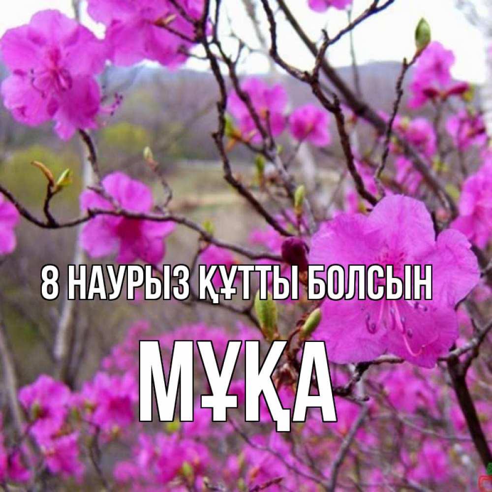Күн сайын ашық хат с именем, МҰҚА 8 наурыз құтты болсын международный женский день Онлайн тегін жүктеп алу тілектері бар керемет карта 