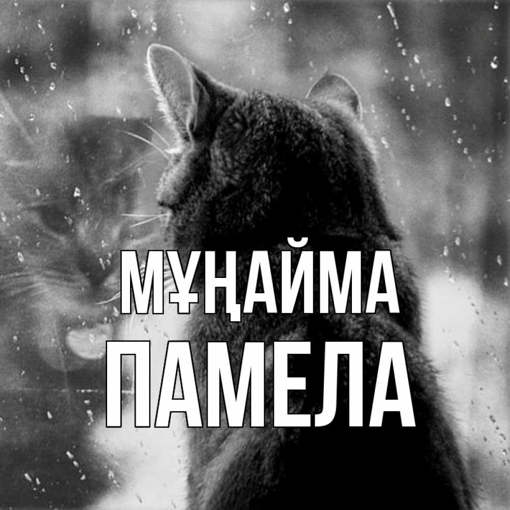 Күн сайын ашық хат с именем, Памела Мұңайма отражение кота 1 Онлайн тегін жүктеп алу тілектері бар керемет карта 