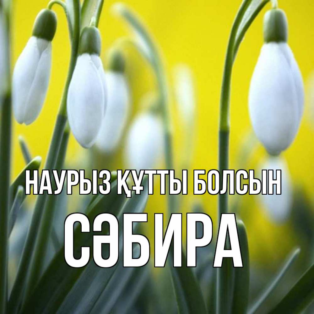 Күн сайын ашық хат с именем, СӘБИРА Наурыз құтты болсын весенние цветы Онлайн тегін жүктеп алу тілектері бар керемет карта 