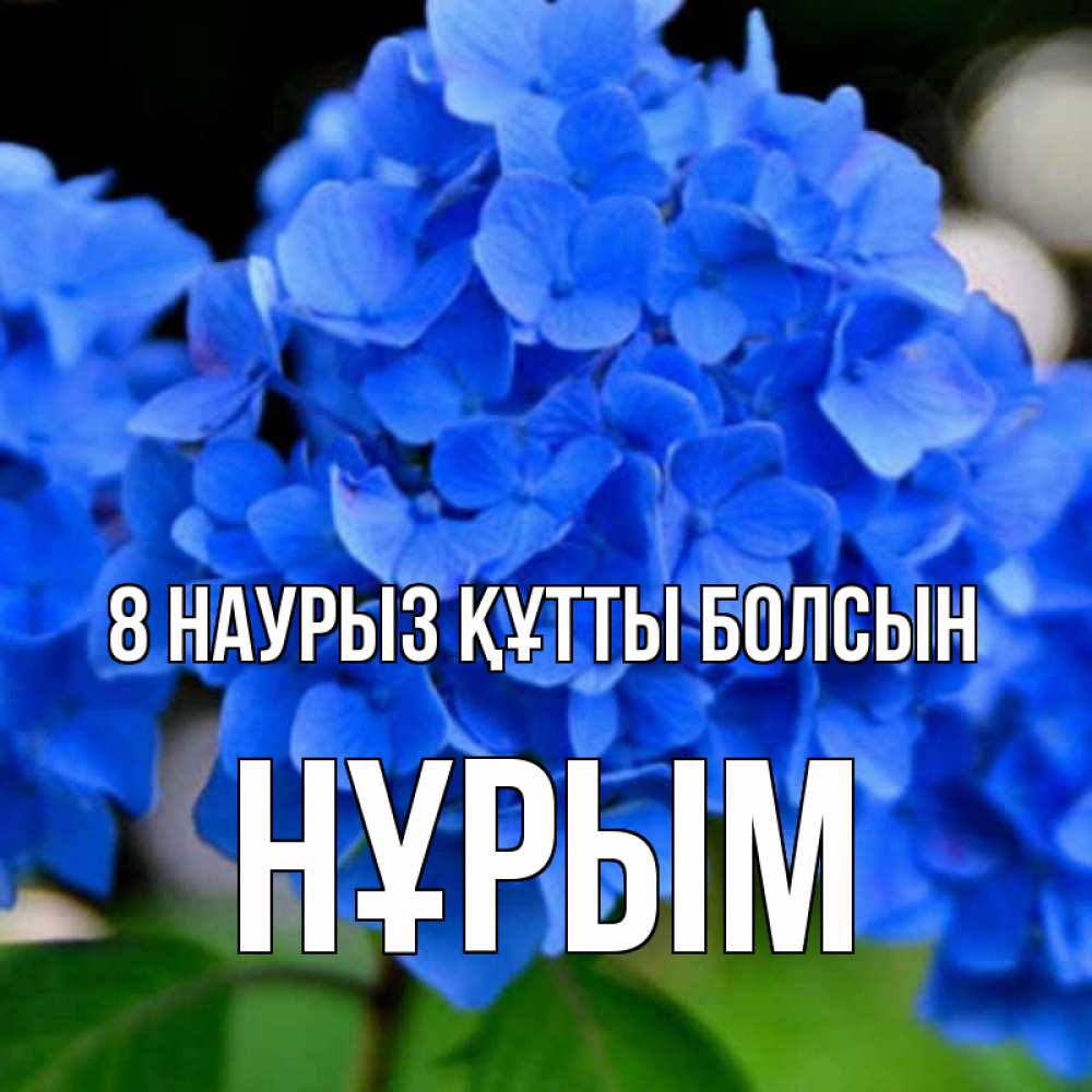 Күн сайын ашық хат с именем, Нұрым 8 наурыз құтты болсын синие цветы Онлайн тегін жүктеп алу тілектері бар керемет карта 