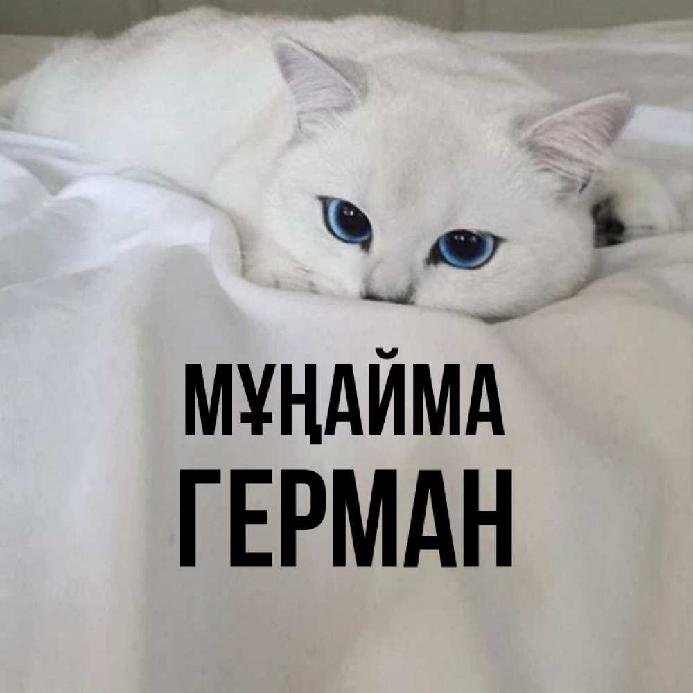 Күн сайын ашық хат с именем, Герман Мұңайма Голубоглазая кошка Онлайн тегін жүктеп алу тілектері бар керемет карта 