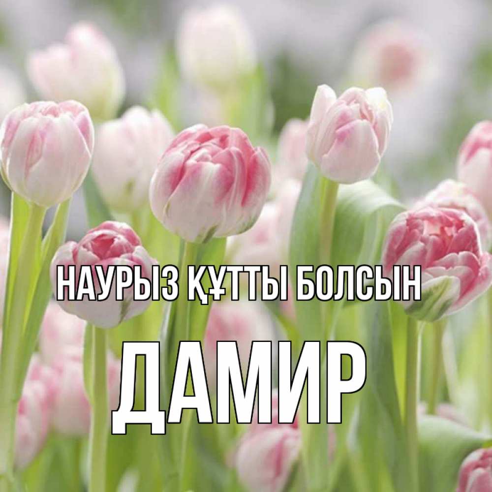 Күн сайын ашық хат с именем, Дамир Наурыз құтты болсын цветы Онлайн тегін жүктеп алу тілектері бар керемет карта 
