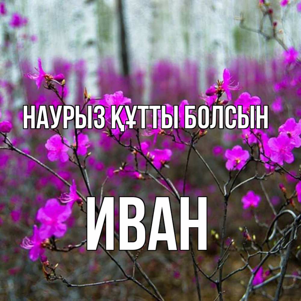 Күн сайын ашық хат с именем, Иван Наурыз құтты болсын дикие цветы Онлайн тегін жүктеп алу тілектері бар керемет карта 