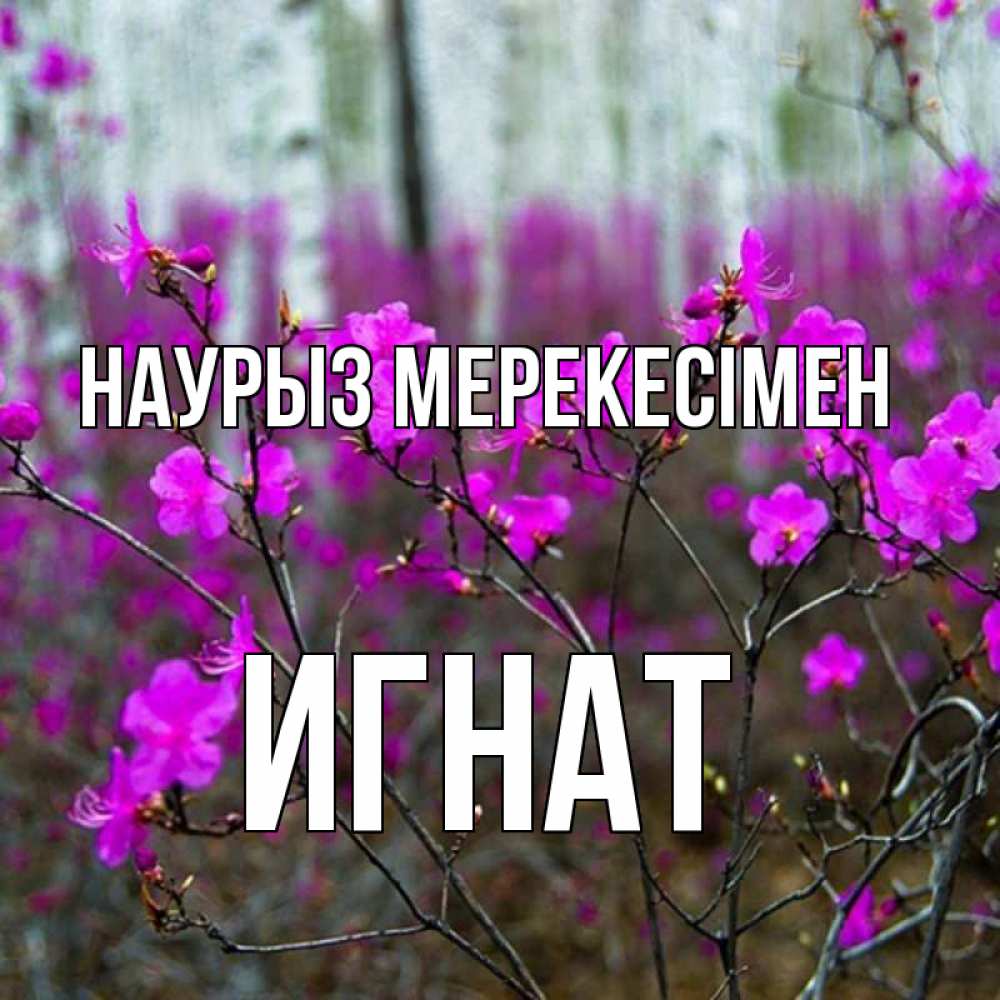 Күн сайын ашық хат с именем, Игнат Наурыз мерекесімен дикие цветы Онлайн тегін жүктеп алу тілектері бар керемет карта 