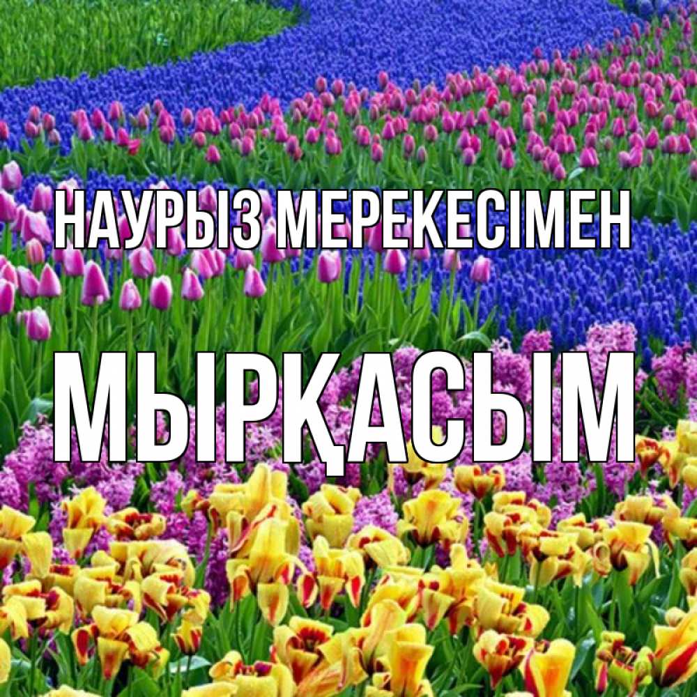 Күн сайын ашық хат с именем, МЫРҚАСЫМ Наурыз мерекесімен цветы Онлайн тегін жүктеп алу тілектері бар керемет карта 