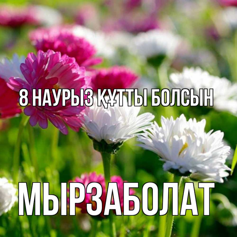 Күн сайын ашық хат с именем, Мырзаболат 8 наурыз құтты болсын международный женский день 1 Онлайн тегін жүктеп алу тілектері бар керемет карта 