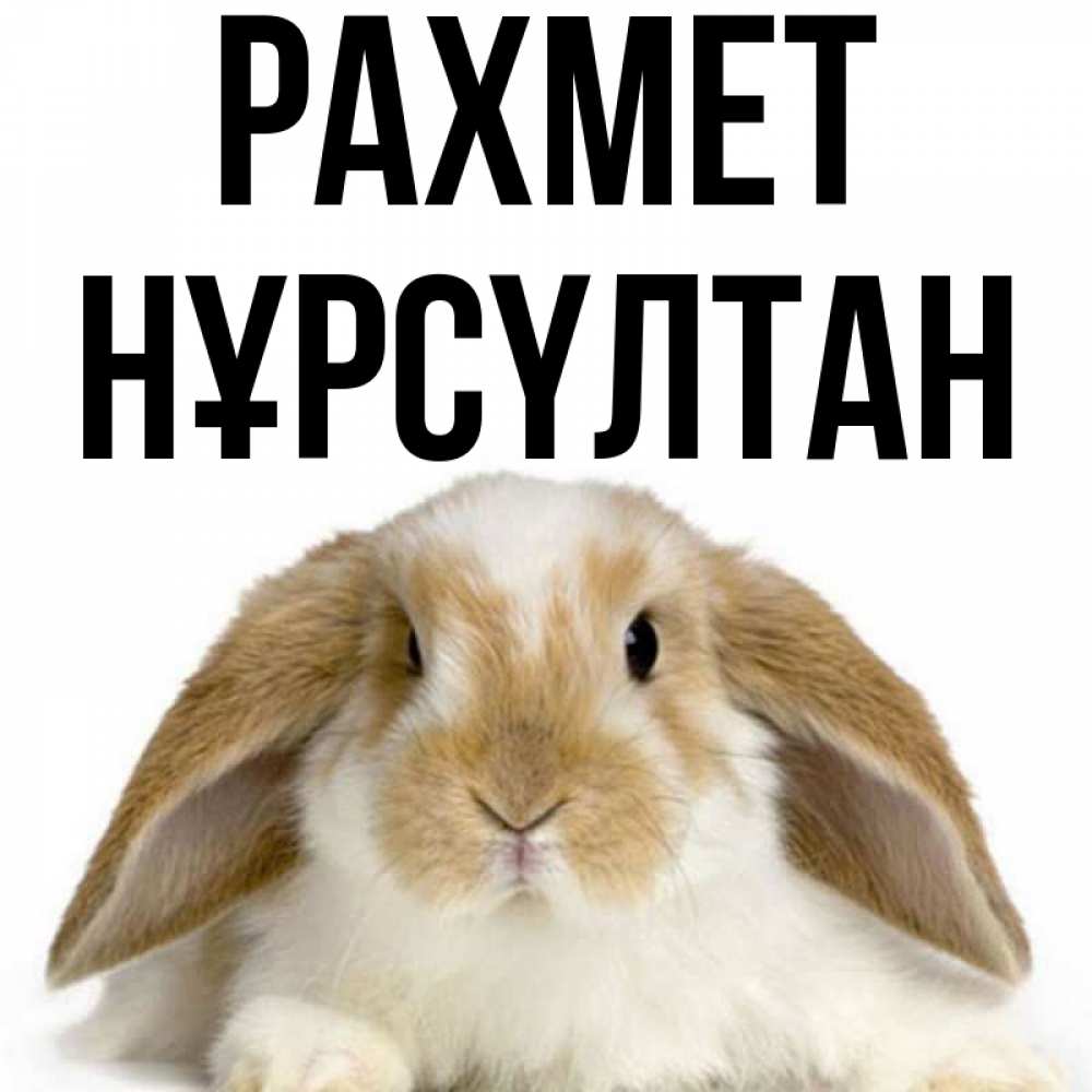 Күн сайын ашық хат с именем, НҰРСҮЛТАН рахмет коричнево белый заяц Онлайн тегін жүктеп алу тілектері бар керемет карта 