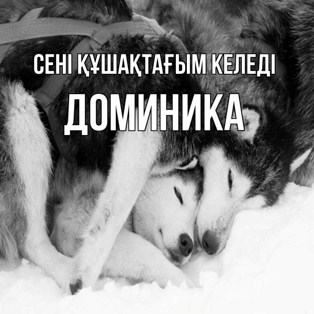 Күн сайын ашық хат с именем, Доминика сені құшақтағым келеді собачки в упряжке Онлайн тегін жүктеп алу тілектері бар керемет карта 
