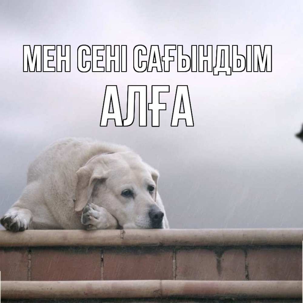 Күн сайын ашық хат с именем, Алға Мен сені сағындым ждет Онлайн тегін жүктеп алу тілектері бар керемет карта 