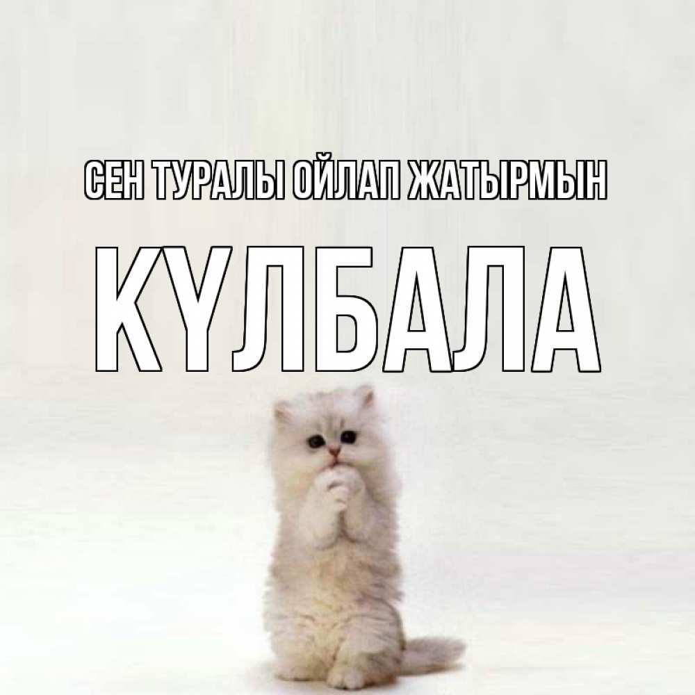 Күн сайын ашық хат с именем, Күлбала Сен туралы ойлап жатырмын кот стоит на задних лапах Онлайн тегін жүктеп алу тілектері бар керемет карта 