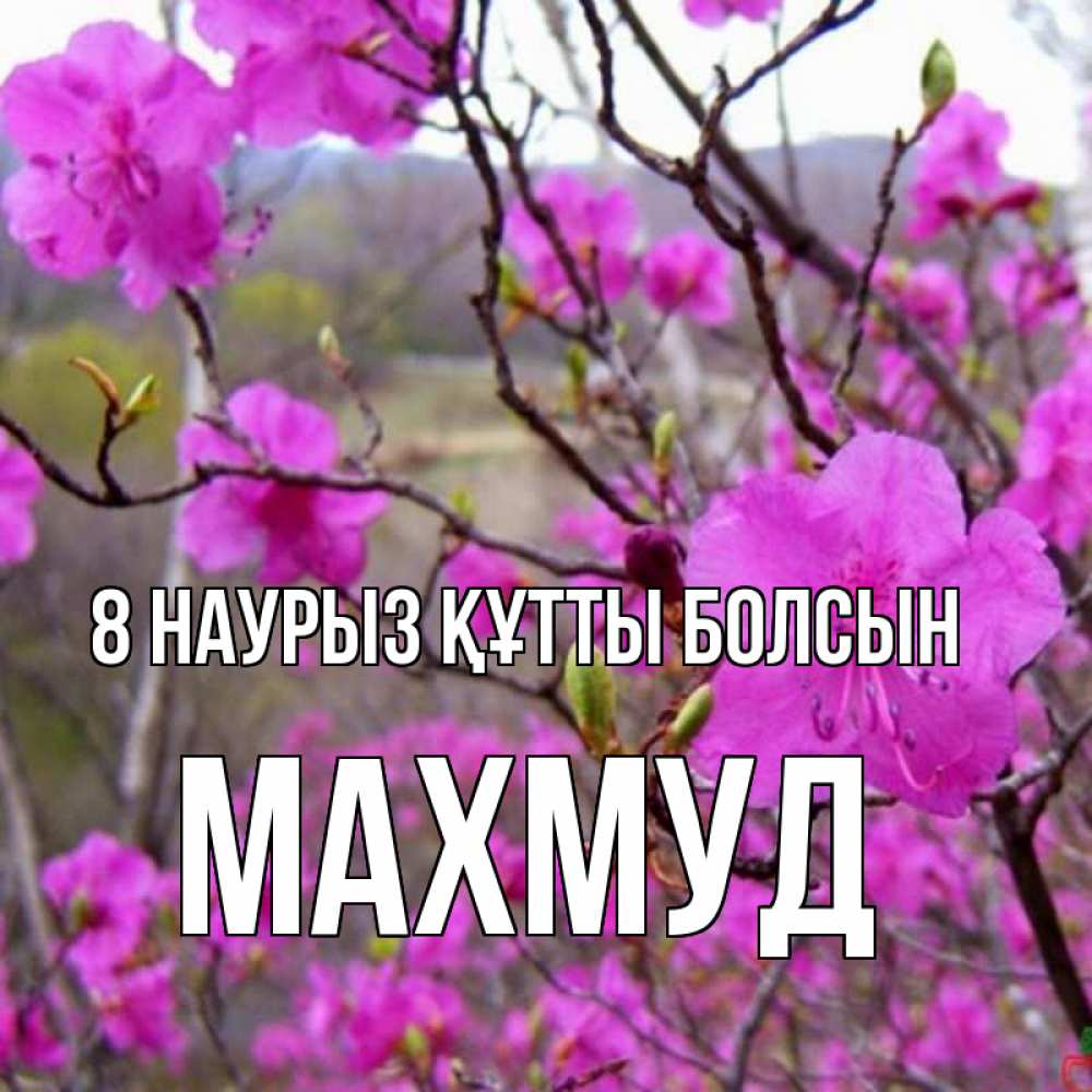 Күн сайын ашық хат с именем, Махмуд 8 наурыз құтты болсын международный женский день Онлайн тегін жүктеп алу тілектері бар керемет карта 