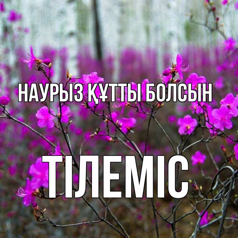 Күн сайын ашық хат с именем, ТІЛЕМІС Наурыз құтты болсын дикие цветы Онлайн тегін жүктеп алу тілектері бар керемет карта 