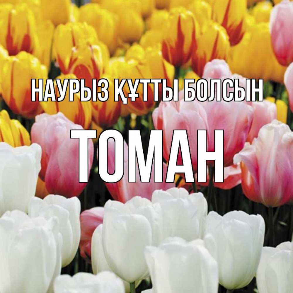 Күн сайын ашық хат с именем, ТОМАН Наурыз құтты болсын разноцветные цветы Онлайн тегін жүктеп алу тілектері бар керемет карта 