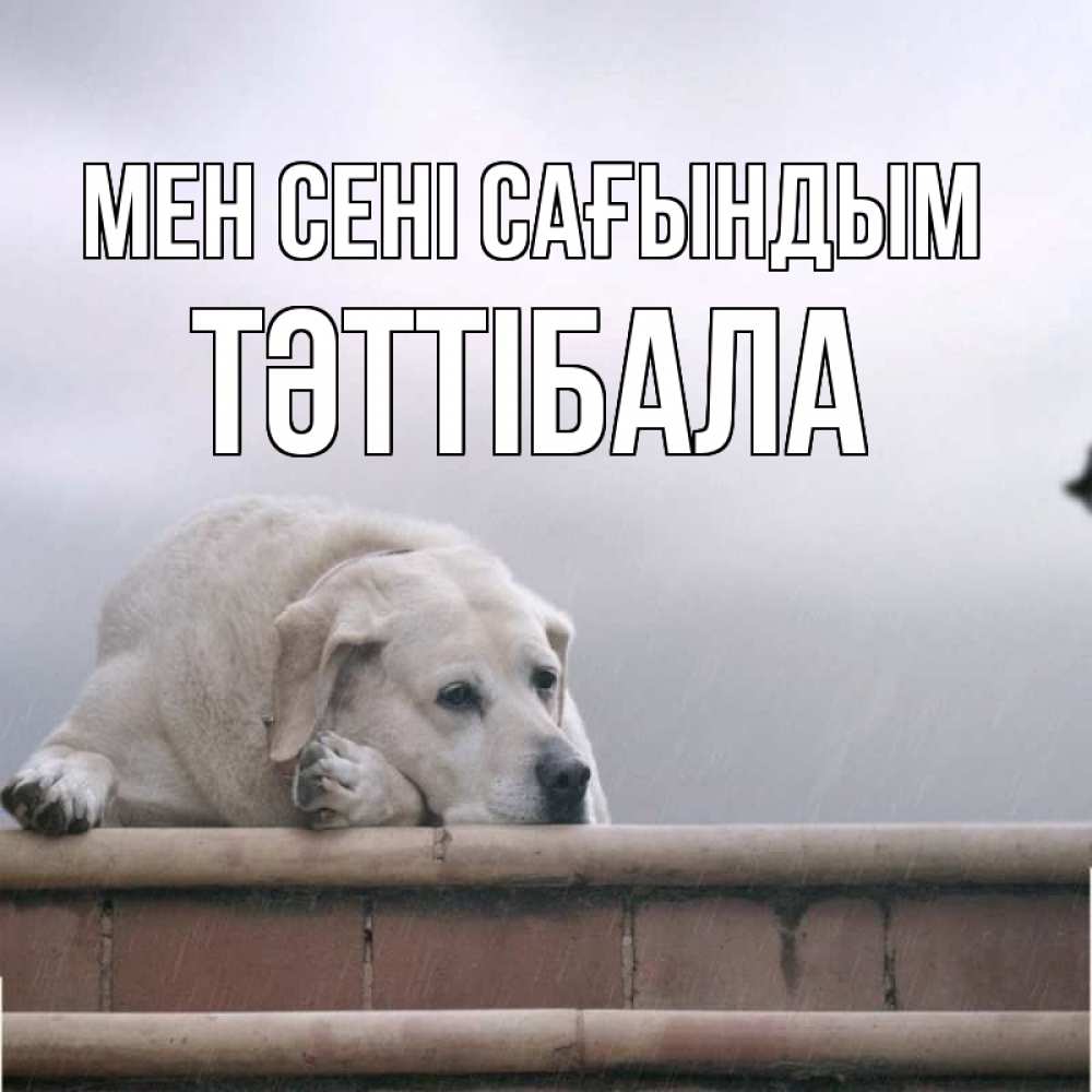 Күн сайын ашық хат с именем, ТӘТТІБАЛА Мен сені сағындым ждет Онлайн тегін жүктеп алу тілектері бар керемет карта 