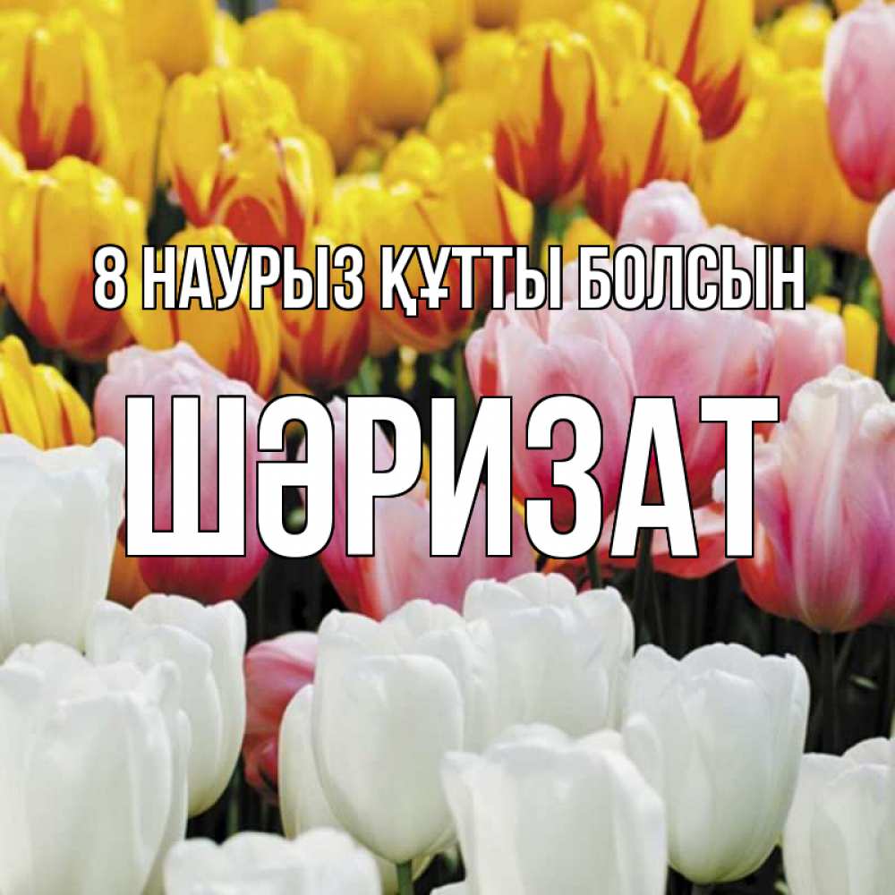 Күн сайын ашық хат с именем, ШӘРИЗАТ 8 наурыз құтты болсын разноцветные цветы Онлайн тегін жүктеп алу тілектері бар керемет карта 