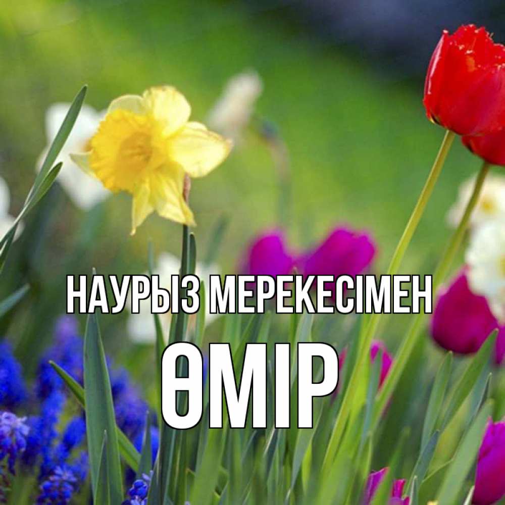 Күн сайын ашық хат с именем, ӨМІР Наурыз мерекесімен праздник весны наурыз 3 Онлайн тегін жүктеп алу тілектері бар керемет карта 