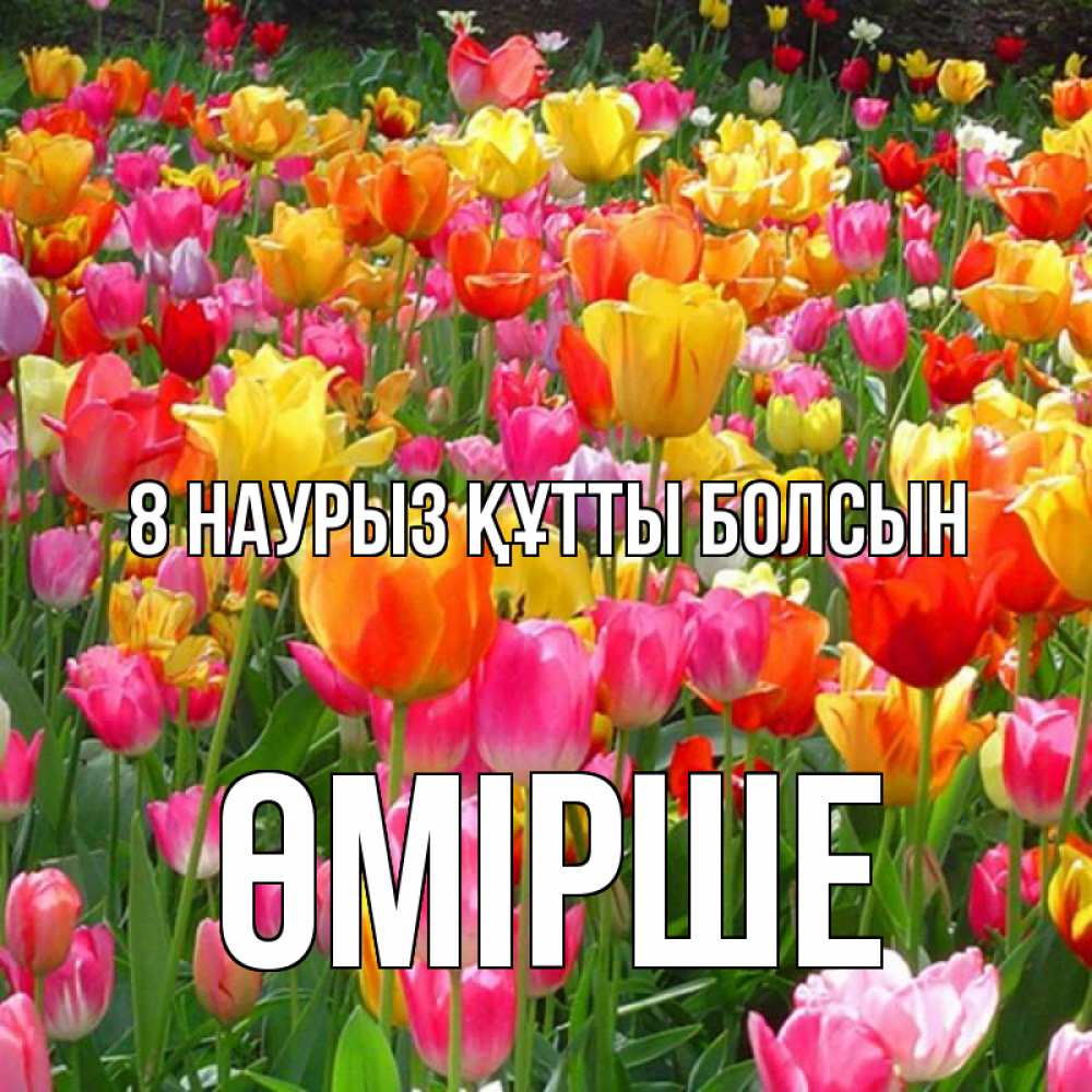 Күн сайын ашық хат с именем, ӨМІРШЕ 8 наурыз құтты болсын на международный женский день Онлайн тегін жүктеп алу тілектері бар керемет карта 