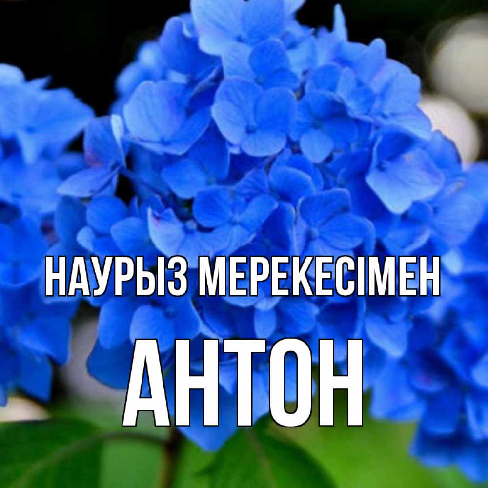 Күн сайын ашық хат с именем, Антон Наурыз мерекесімен синие цветы Онлайн тегін жүктеп алу тілектері бар керемет карта 