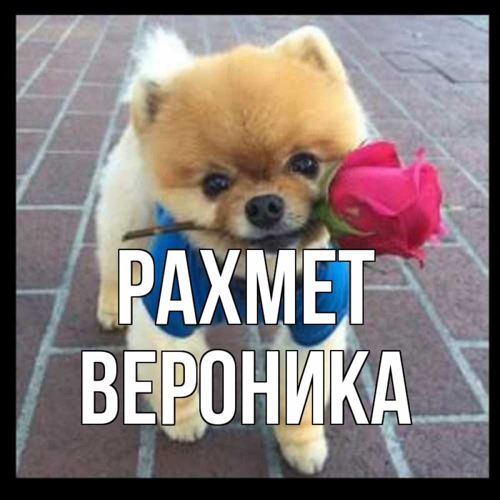 Күн сайын ашық хат с именем, Вероника рахмет спасибо и дарю тебе цветок Онлайн тегін жүктеп алу тілектері бар керемет карта 