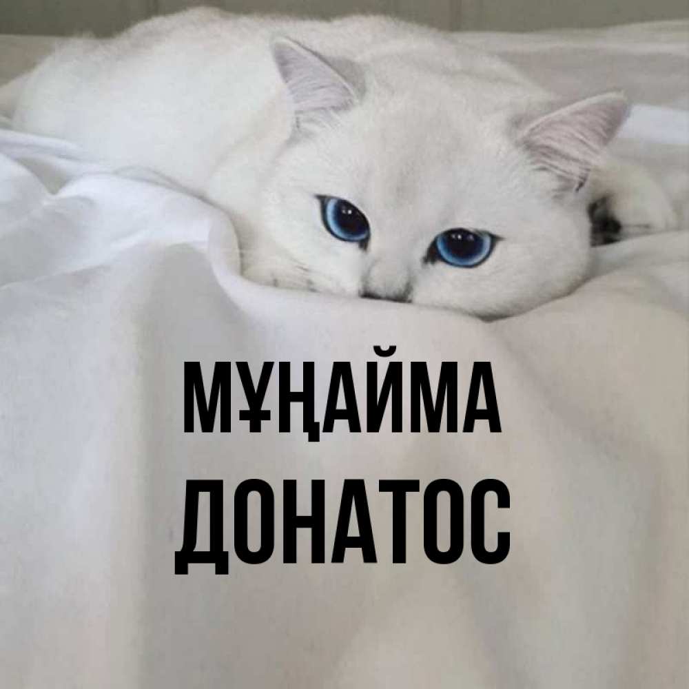 Күн сайын ашық хат с именем, Донатос Мұңайма Голубоглазая кошка Онлайн тегін жүктеп алу тілектері бар керемет карта 