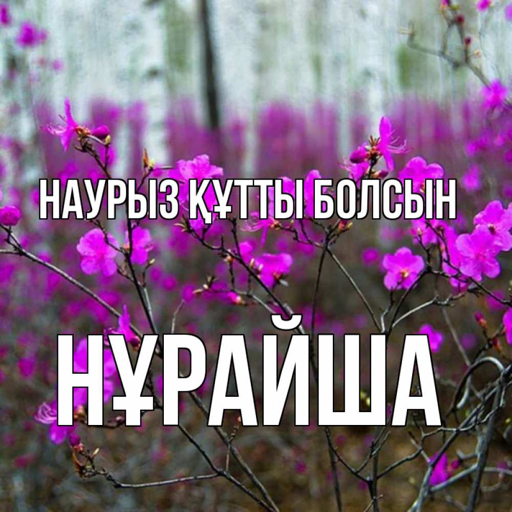 Күн сайын ашық хат с именем, НҰРАЙША Наурыз құтты болсын дикие цветы Онлайн тегін жүктеп алу тілектері бар керемет карта 