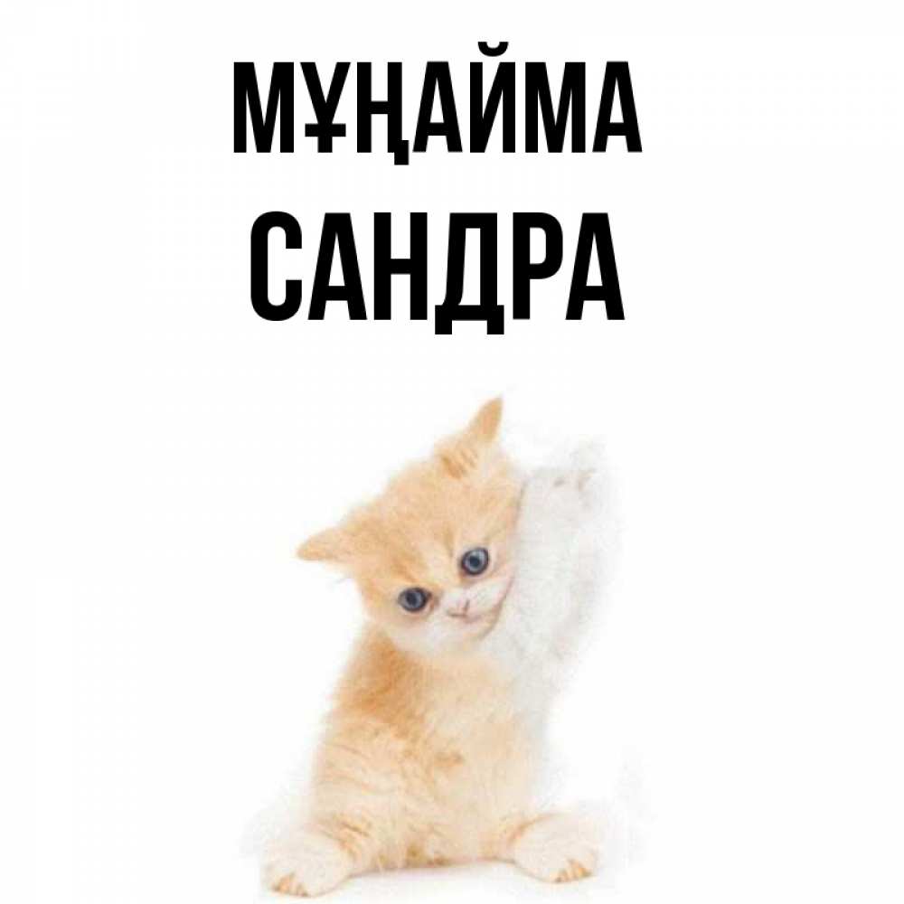 Күн сайын ашық хат с именем, Сандра Мұңайма просящий кот Онлайн тегін жүктеп алу тілектері бар керемет карта 