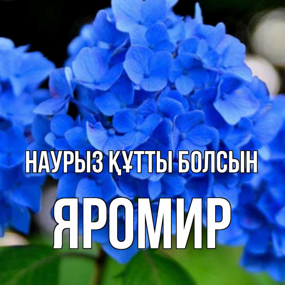 Күн сайын ашық хат с именем, Яромир Наурыз құтты болсын синие цветы Онлайн тегін жүктеп алу тілектері бар керемет карта 