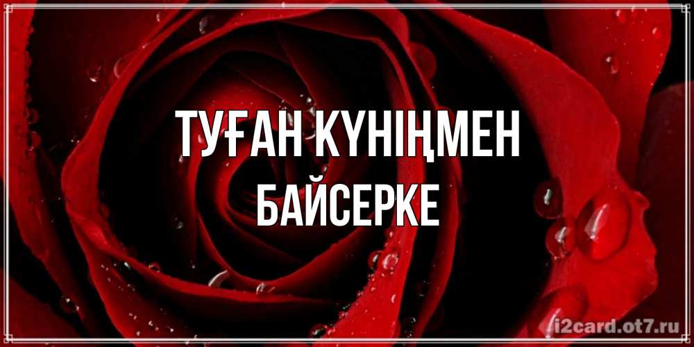 Күн сайын ашық хат с именем, Байсерке Туған күніңмен крупная бордовая роза Онлайн тегін жүктеп алу тілектері бар керемет карта 