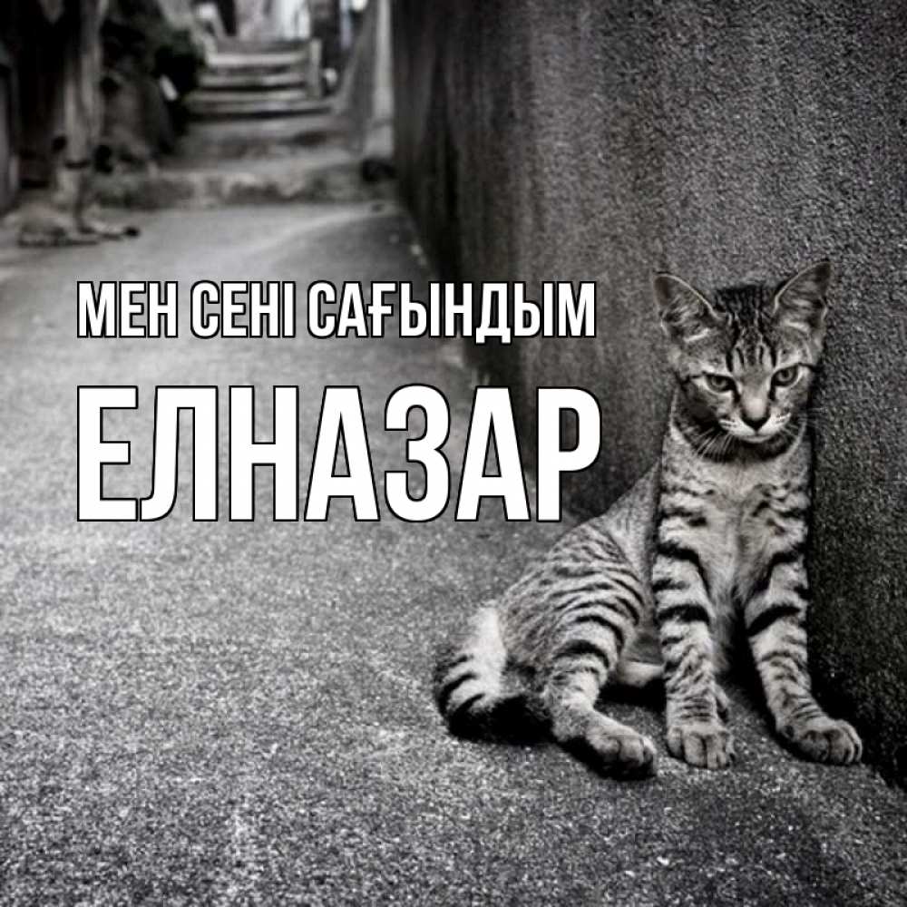 Күн сайын ашық хат с именем, Елназар Мен сені сағындым одиноко котику Онлайн тегін жүктеп алу тілектері бар керемет карта 