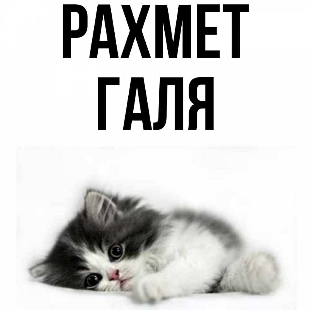 Күн сайын ашық хат с именем, Галя рахмет черный и белый кот Онлайн тегін жүктеп алу тілектері бар керемет карта 