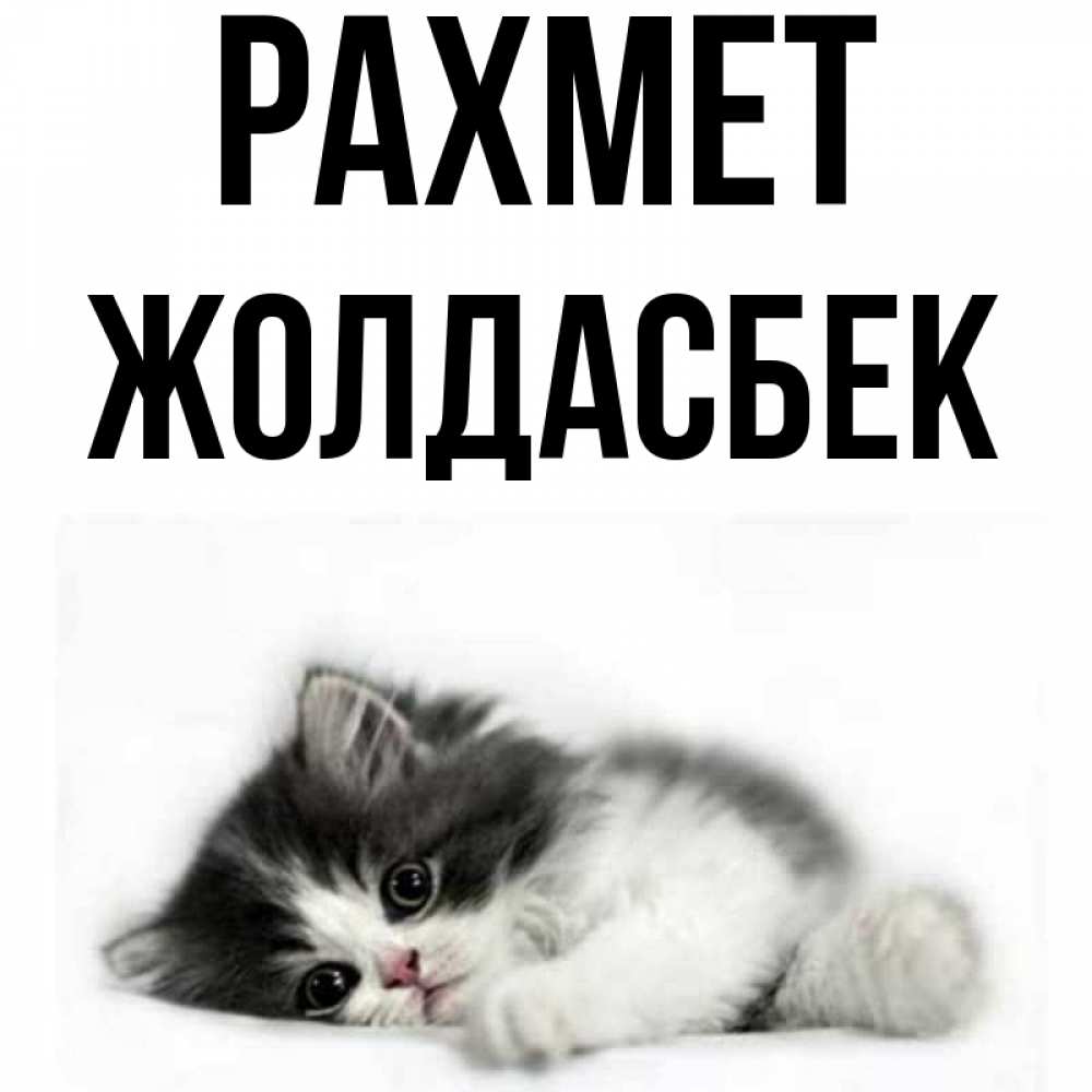 Күн сайын ашық хат с именем, Жолдасбек рахмет черный и белый кот Онлайн тегін жүктеп алу тілектері бар керемет карта 