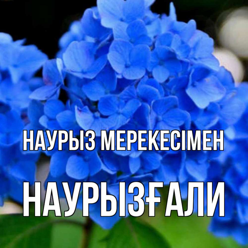 Күн сайын ашық хат с именем, Наурызғали Наурыз мерекесімен синие цветы Онлайн тегін жүктеп алу тілектері бар керемет карта 