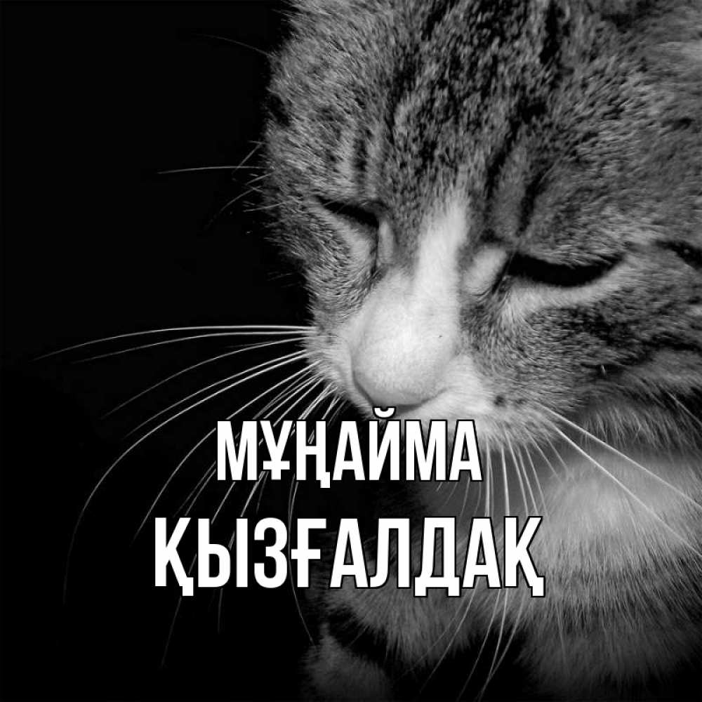 Күн сайын ашық хат с именем, ҚЫЗҒАЛДАҚ Мұңайма грустный котик Онлайн тегін жүктеп алу тілектері бар керемет карта 