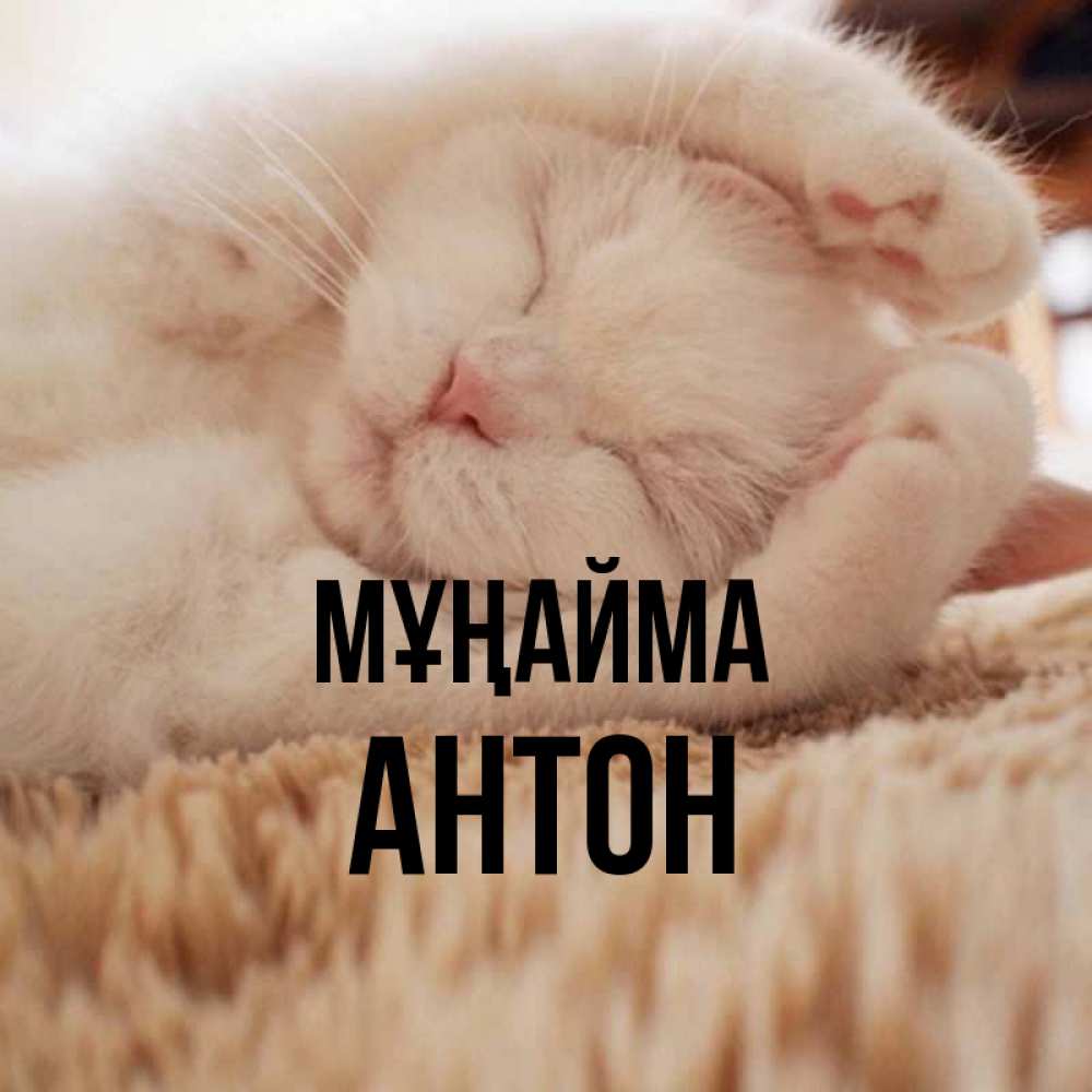 Күн сайын ашық хат с именем, Антон Мұңайма Котенок спит Онлайн тегін жүктеп алу тілектері бар керемет карта 