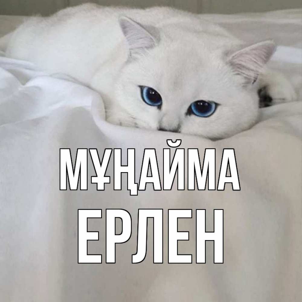 Күн сайын ашық хат с именем, Ерлен Мұңайма белый кот с голубыми глазами на белоснежной кровати Онлайн тегін жүктеп алу тілектері бар керемет карта 