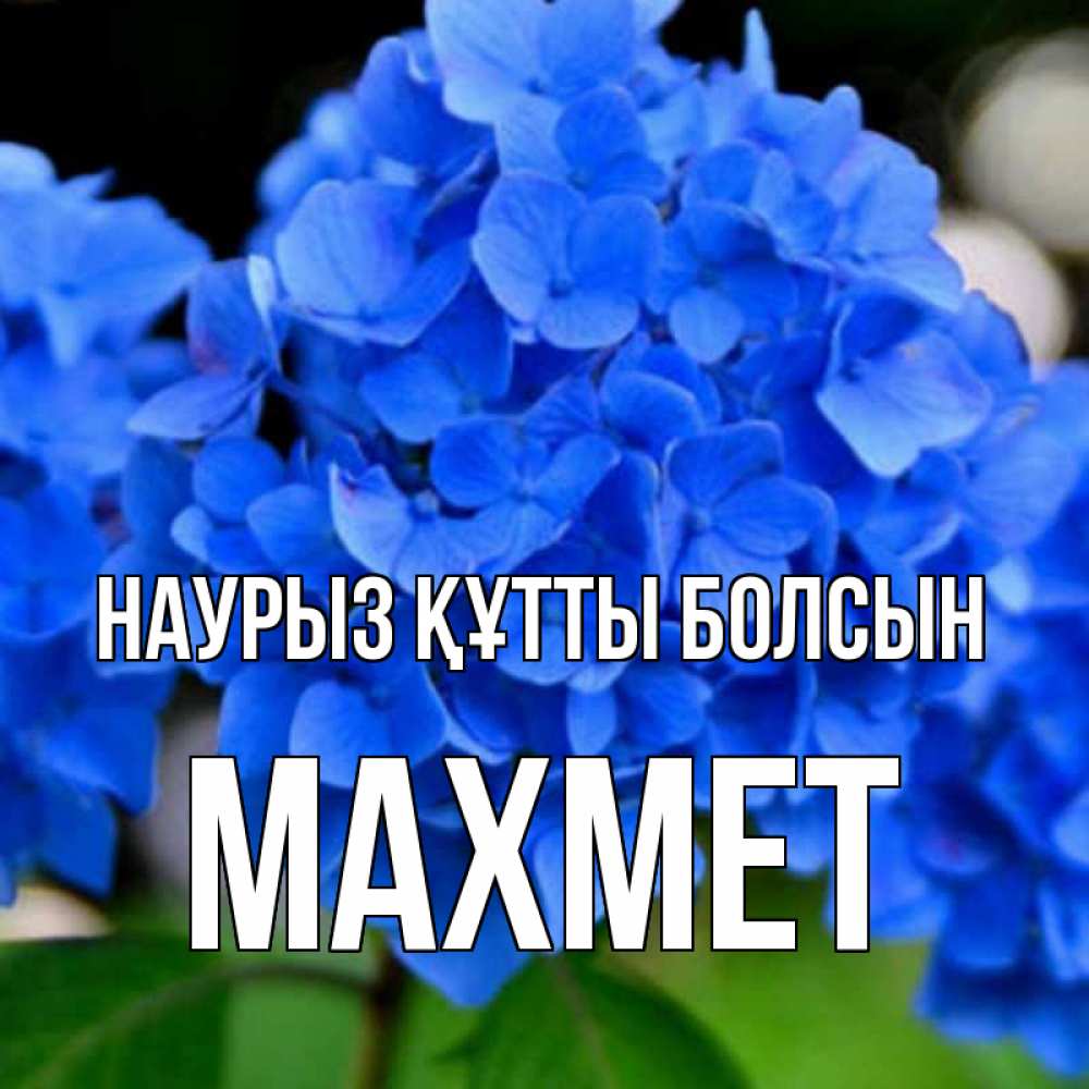 Күн сайын ашық хат с именем, МАХМЕТ Наурыз құтты болсын синие цветы Онлайн тегін жүктеп алу тілектері бар керемет карта 