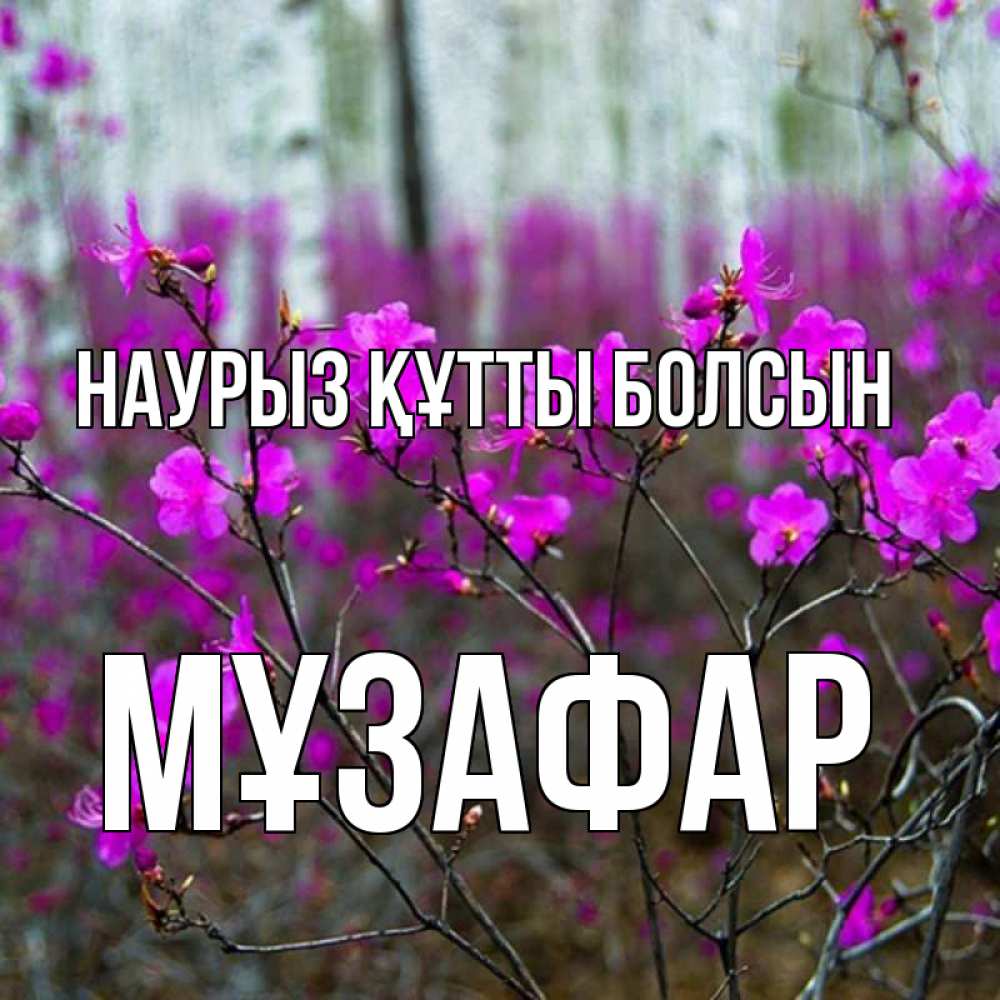 Күн сайын ашық хат с именем, МҰЗАФАР Наурыз құтты болсын дикие цветы Онлайн тегін жүктеп алу тілектері бар керемет карта 