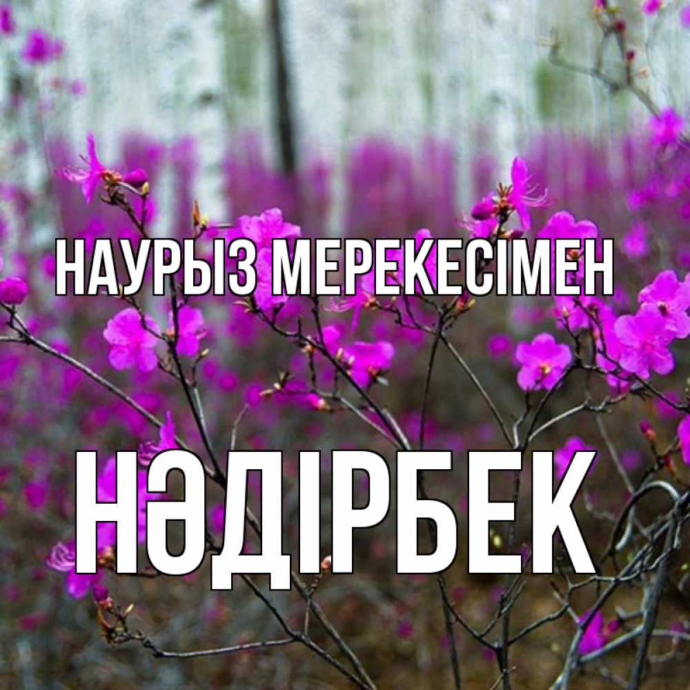Күн сайын ашық хат с именем, НӘДІРБЕК Наурыз мерекесімен дикие цветы Онлайн тегін жүктеп алу тілектері бар керемет карта 